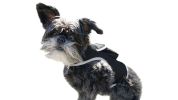 Mini Pet Finder Portable GPS GSM Puppy Tracking Device with Geo-Fence Size:L