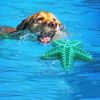 Dog Toys For Large Dogs Tooth Cleaning Chew Funny Interactive Training Starfish Toy Accessories Squeaky Toys TPR Toys